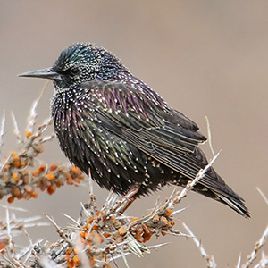 Common/European Starling